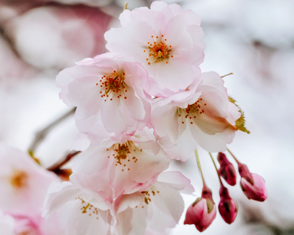 Sakura Pink Mica
